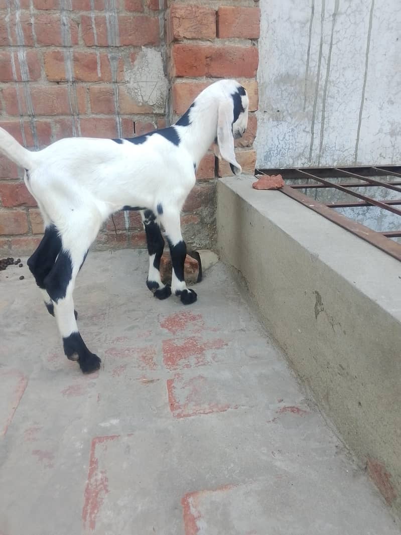 بکری فار سیل 5