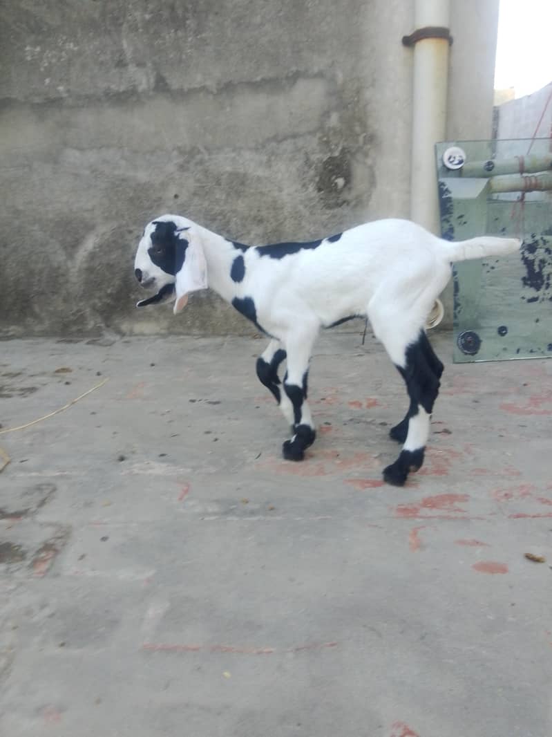 بکری فار سیل 6