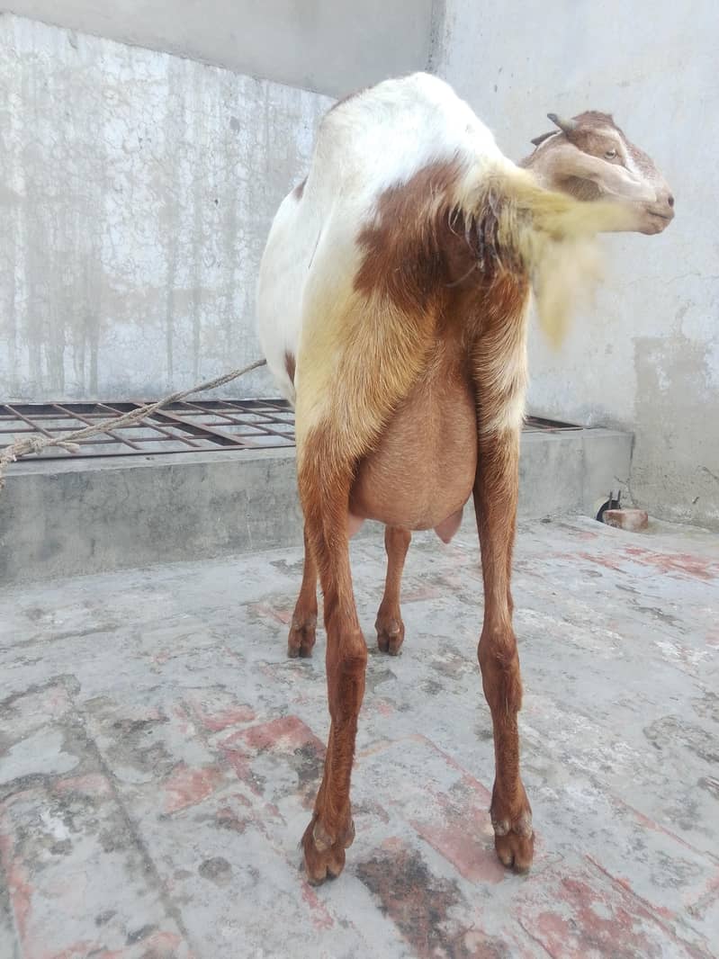 بکری فار سیل 7