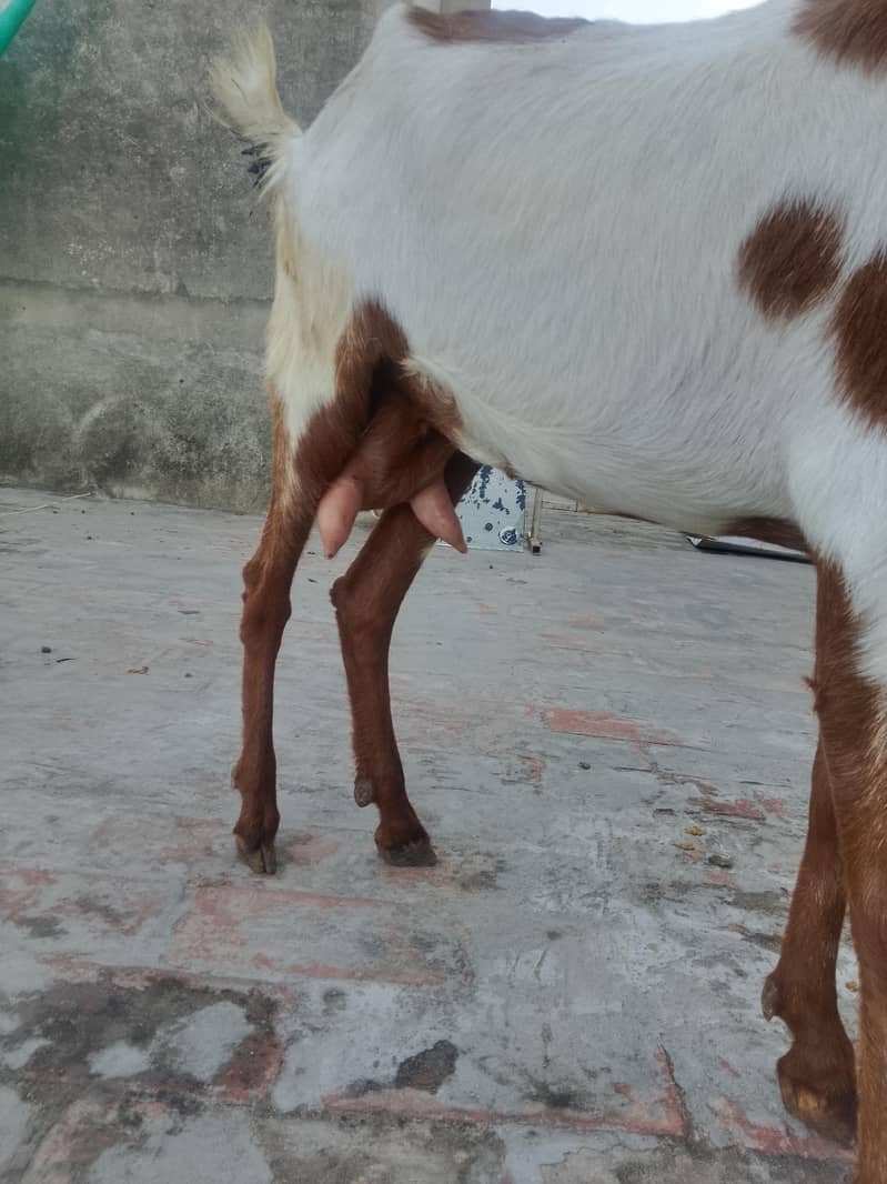 بکری فار سیل 9