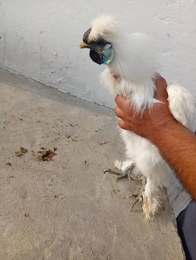 white siliky blue ear five fingers for sale total 5 ha