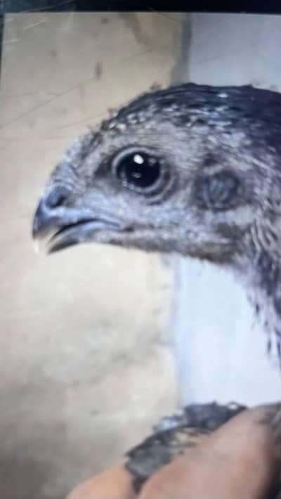 2 month old dragon chick for sale