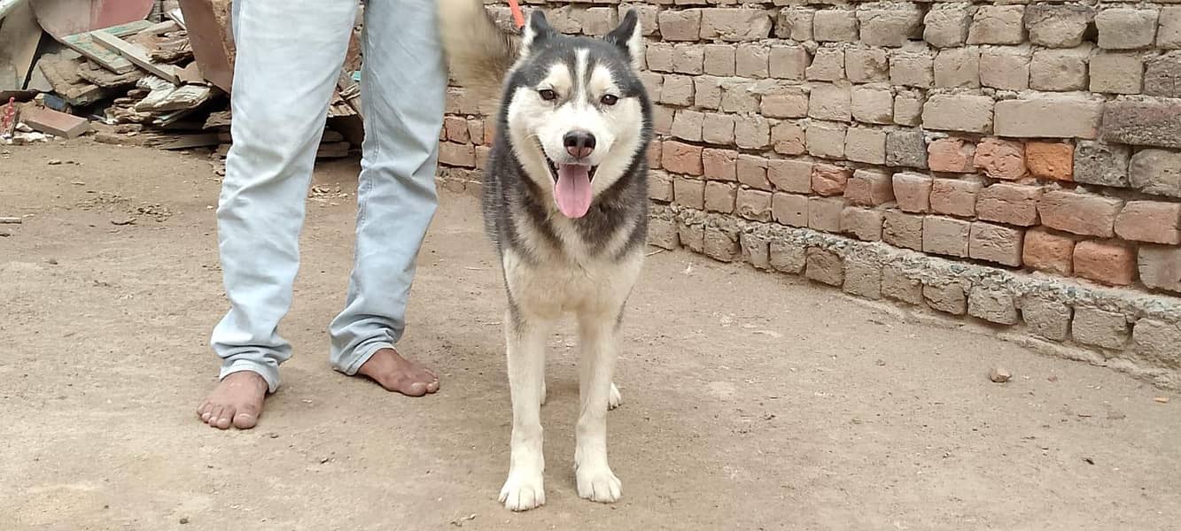 husky 1