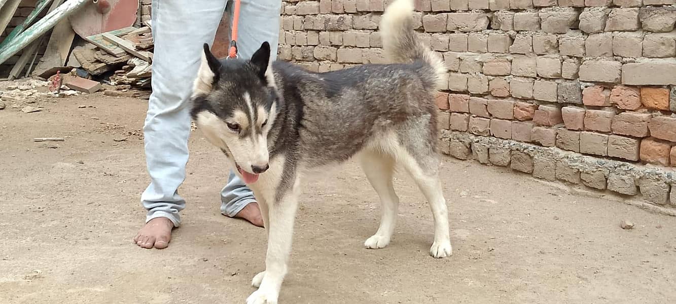 husky 3