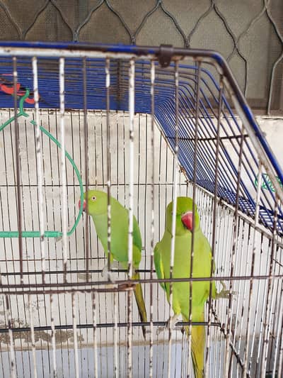 parrot pair sale