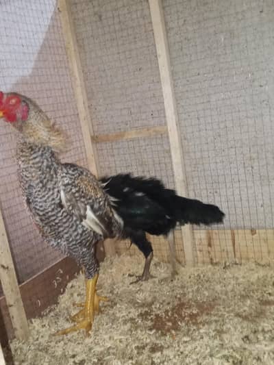 German shamoo for sale