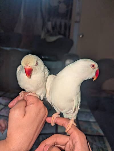 white ring neck pair hand tame talking