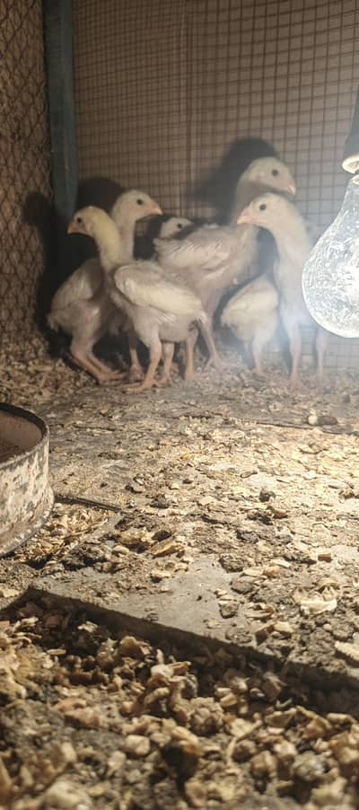 White Shamo German/ Japanese /American /Thai Chicks