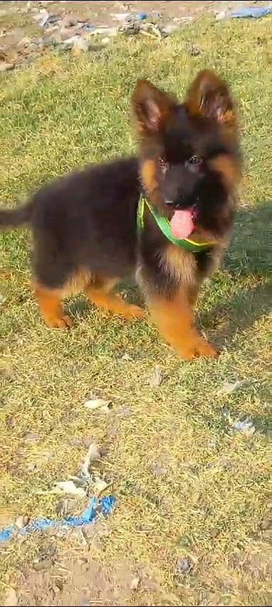 German shepherd puppies  my WhatsApp number o32452852o7