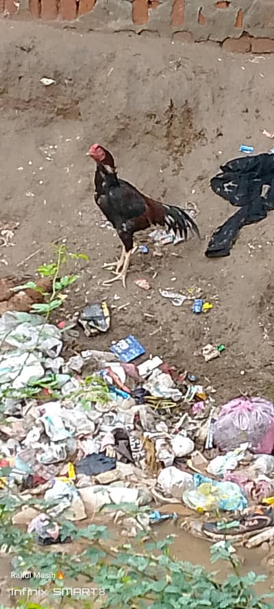 aseel murga for sale