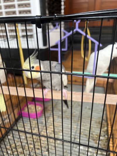 3 Hand tamed Cockateil parrots for sale