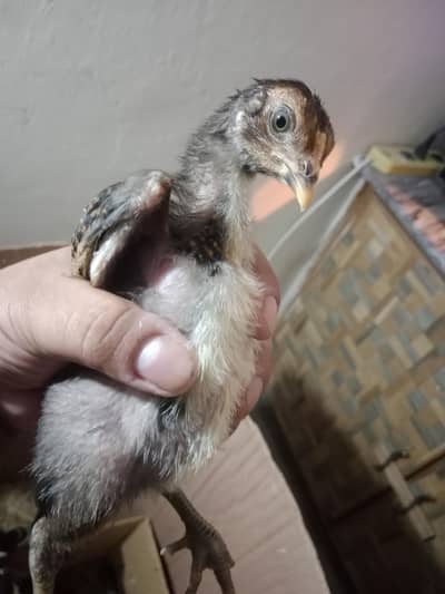 Imported Aseel Chicks 03704904943