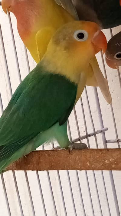 Eno red eyes breader pair ha and fawn java and love bird