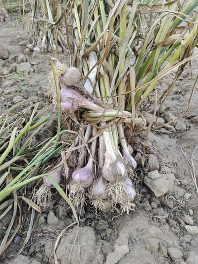 fresh Desi garlic for sale