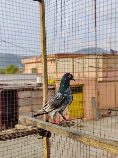 1 dube wali Madi 1 lala pari Madi 1 neela patha