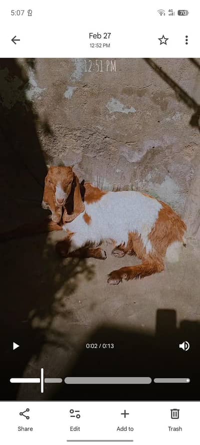 6 months ka h Bakra ye