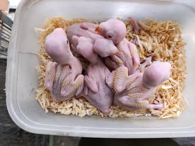 yellow ring neck chicks for hand tame