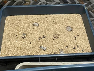 American Mealworm
