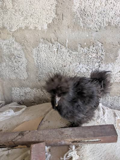 All type of fancy breeds available.