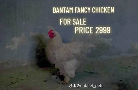 BANTAM FANCY CHICKEN