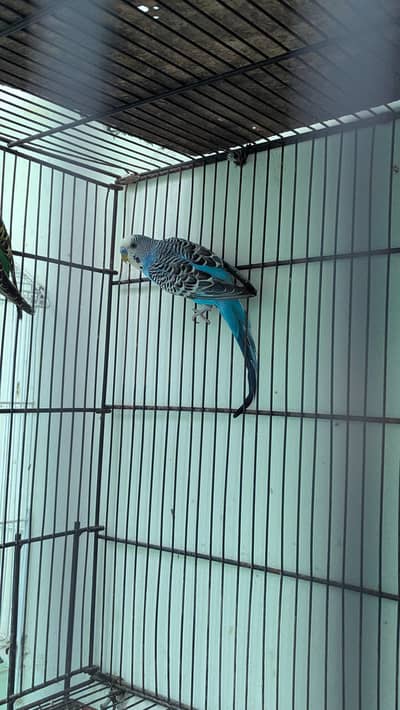 Budgies for sale