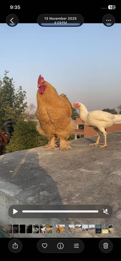 Pair available young female eye issue