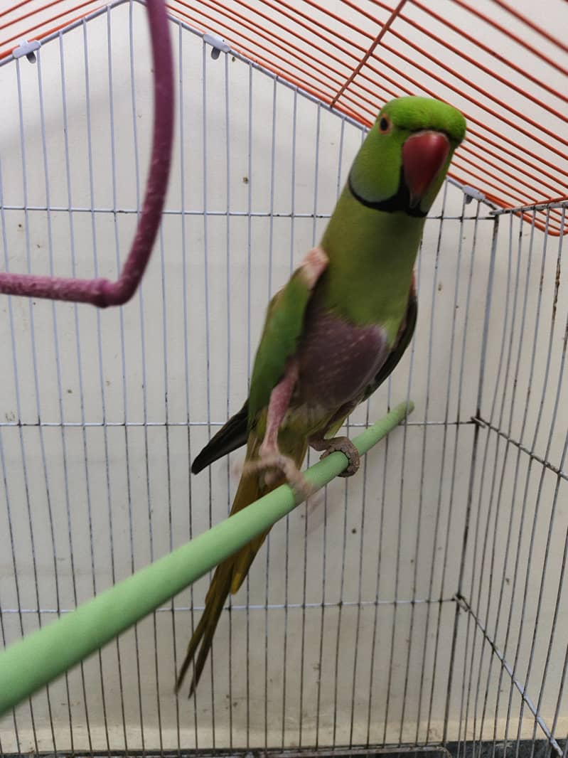 parrot 4