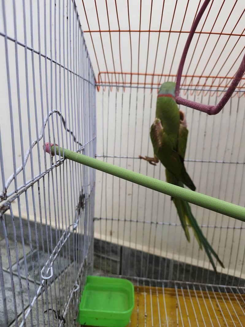 parrot 5