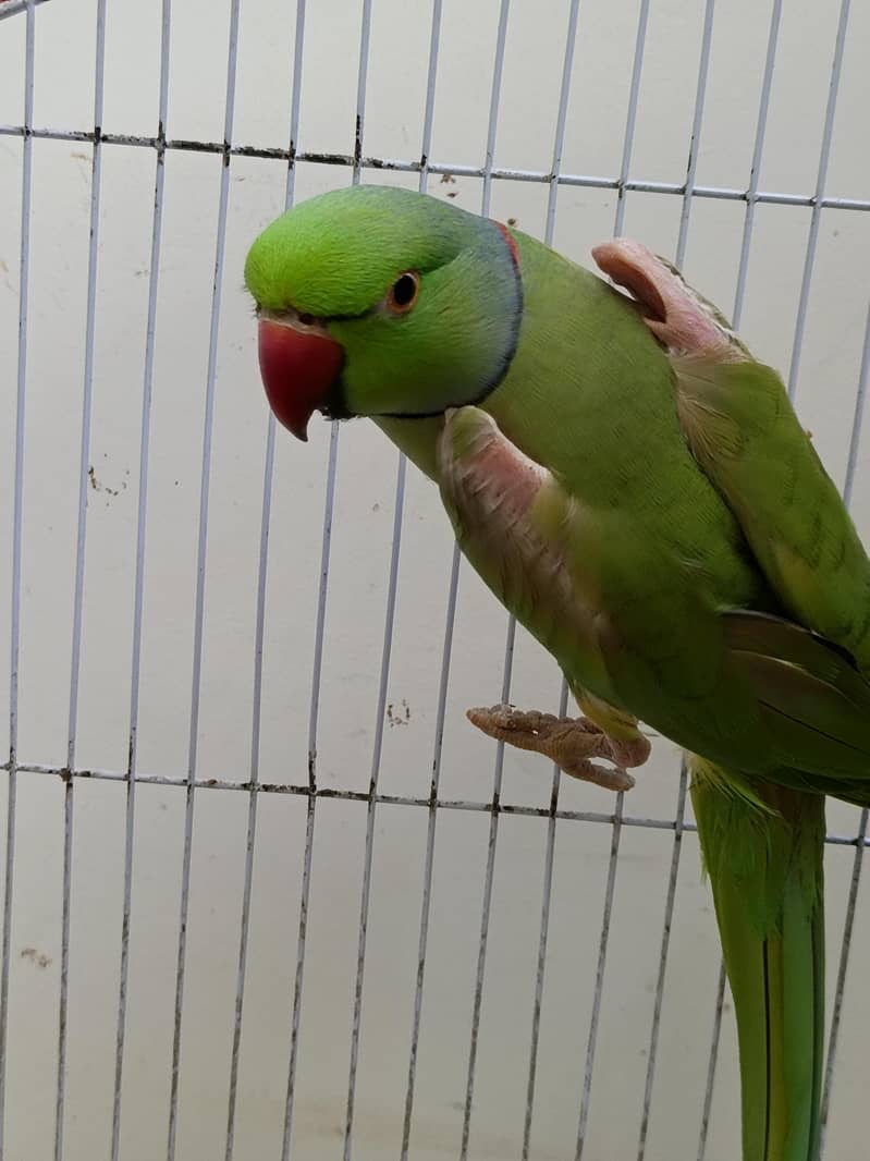 parrot 7