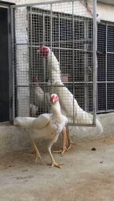 KING SIZE GERMAN WHITE O SHAMO WHATSAPP NO 03168035881