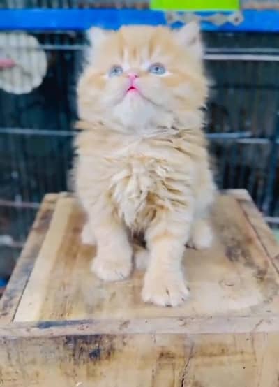 Persian cat,in kitan for Sale may WhatsApp 03464644037