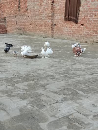 lakka kabooter Pair
