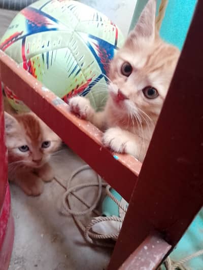 Napoleon cats male and female cat pair