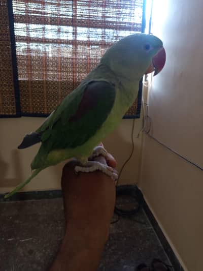 Raw ring neck female