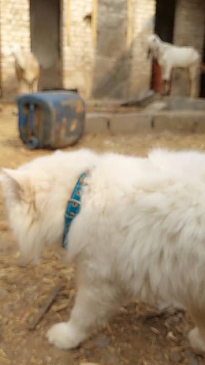 beautiful cute male cat available