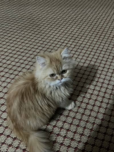 Pure Persian fully vaccinated for new home