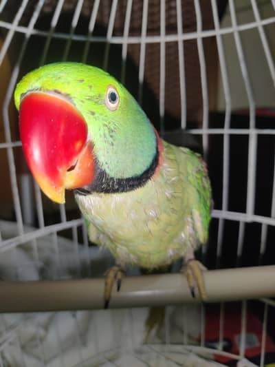 Talking Parrot and hand tame