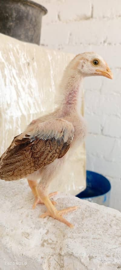 Best Quality aseel chicks