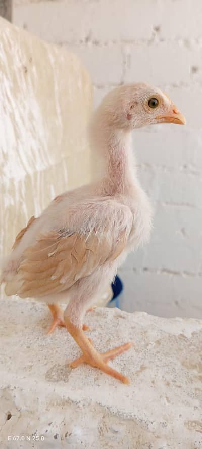 Best Quality aseel chicks