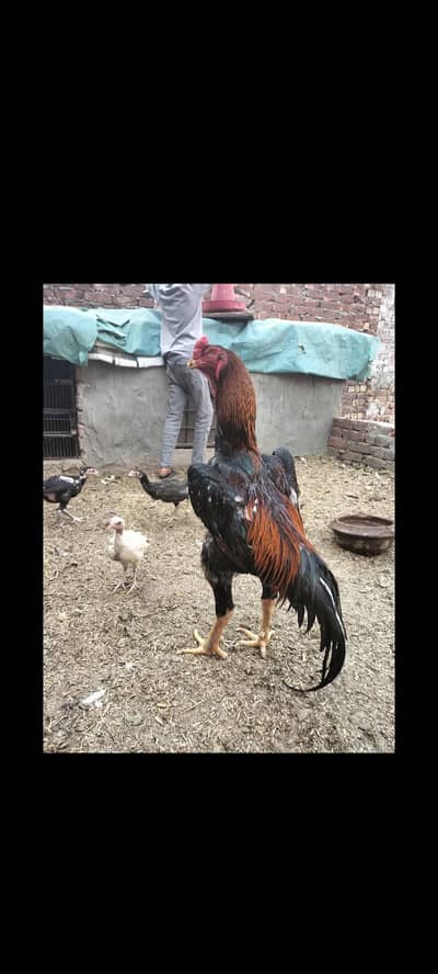 Lakha shamo full higheted black female