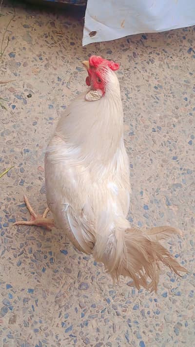 Hira nasal murga for sale