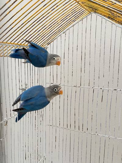 lovebirds parrots pair