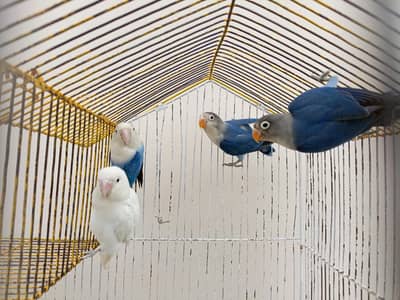 lovebirds parrots pair