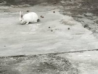 6 adult 4 kids rabbits