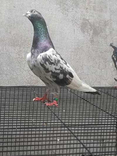 ferozpuri breeder male