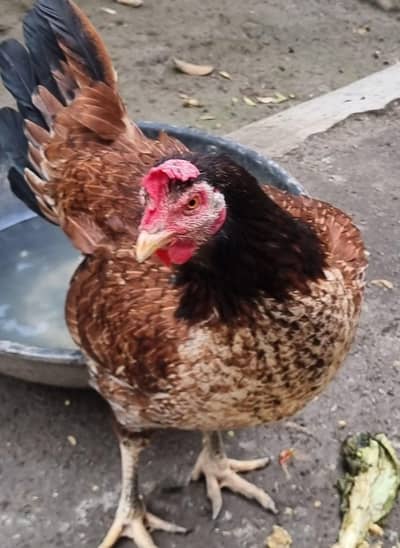 Desi Murghy Ando wali