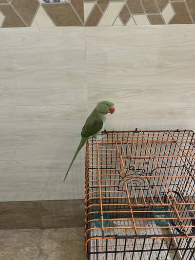 TALKING RAW PARROT WITH CAGE
