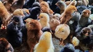GOLDEN MISRI CHICKS OF 3 DAY FOR SALE 80 RS