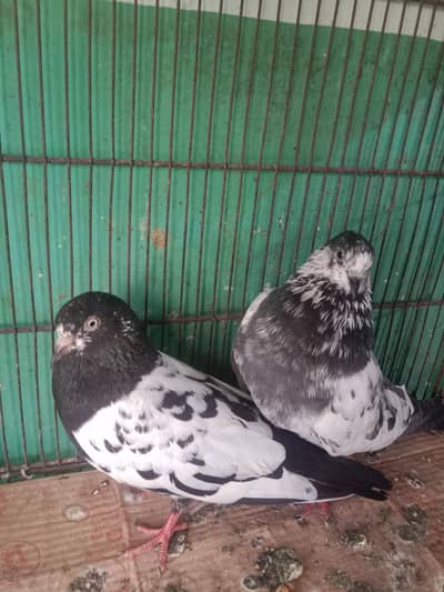 kalpotiya rampuri female and sealkoti male