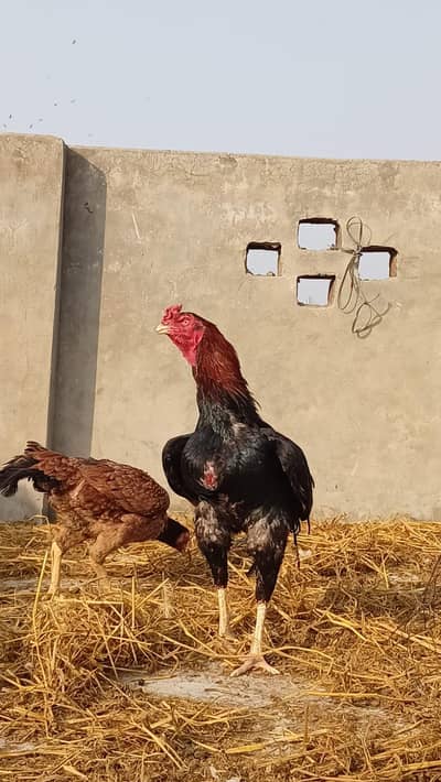 walati aseel top qulity pair